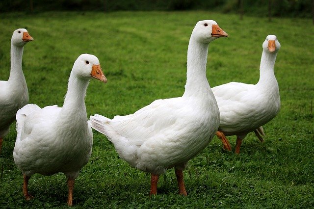 geese-2655516_640